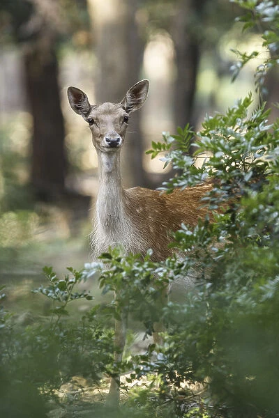 Tuscan, Italy. Roe Deer