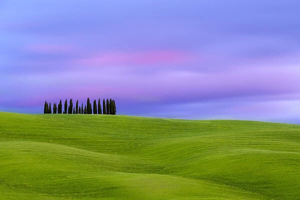 Tuscan landscape, rolling hills with wheat fields and cypress trees at sunset, San