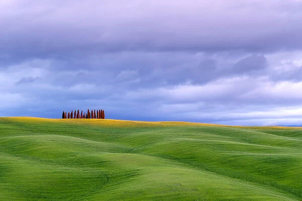 Tuscan landscape, rolling hills with wheat fields and cypress trees