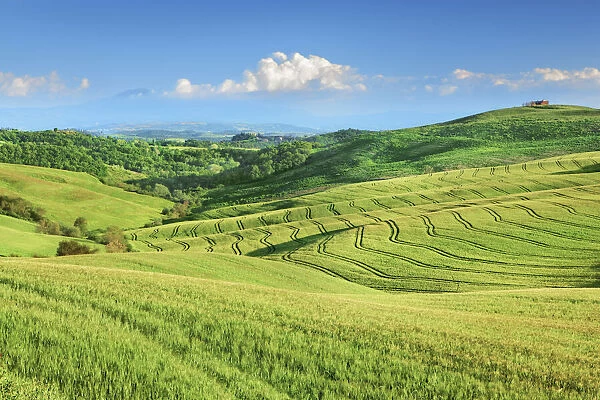 Tuscany landscape with corn fields - Italy, Tuscany, Siena, Crete, Asciano - San Giovanni