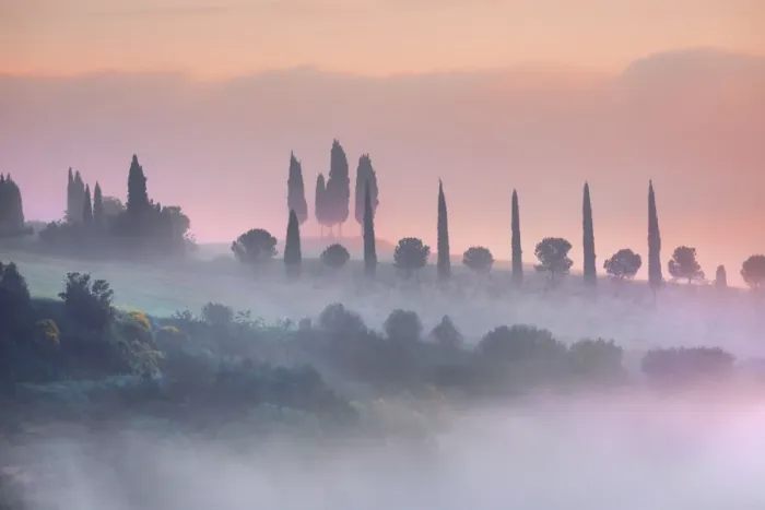 Framed Print : Tuscany landscape with cypresses in fog - Italy, Tuscany, Siena, Val d Orcia Framed Print : Tuscany landscape with cypresses in fog - Italy, Tuscany, Siena, Val d Orcia