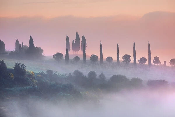 Tuscany landscape with cypresses in fog - Italy, Tuscany, Siena, Val d Orcia