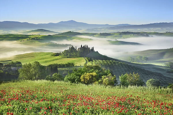 Tuscany landscape in fog with poppy field in front of Podere Belvedere - Italy, Tuscany