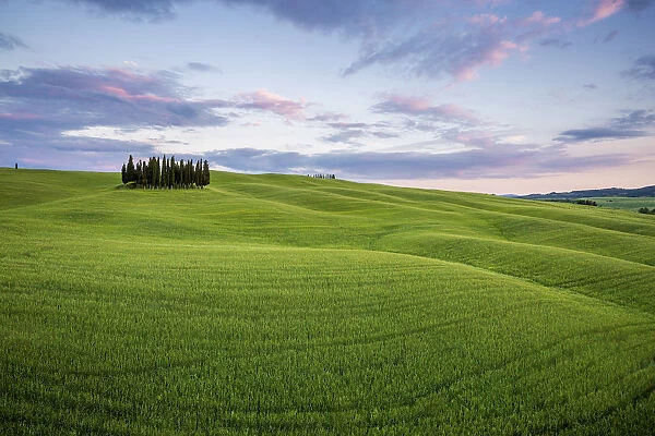 Tuscany, Val d Orcia, Italy. Cypress trees in green meadow field with clouds gathering