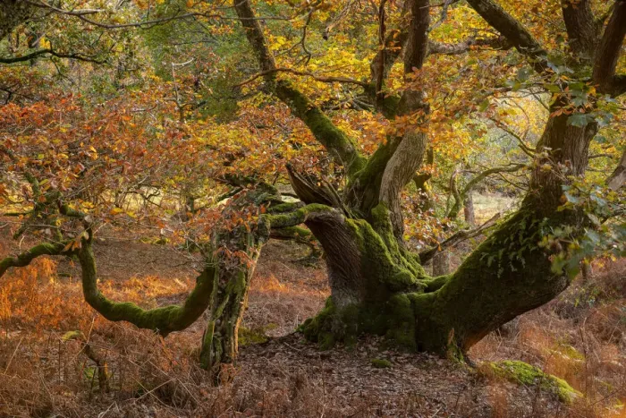 Framed Print : Twisted ancient oak tree in deciduous woodland, Dartmoor, Devon, England Framed Print : Twisted ancient oak tree in deciduous woodland, Dartmoor, Devon, England