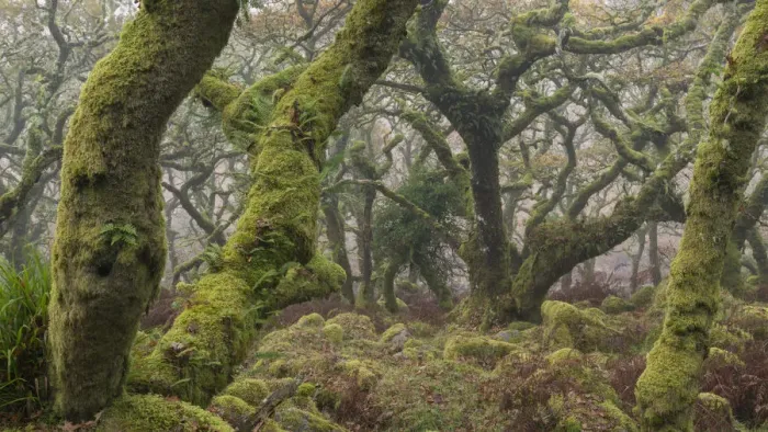 Framed Print : Twisted and gnarled pedunculate Oak trees in Wistman's Wood, Dartmoor National Park, Devon, England. Autumn (November) 2016 Framed Print : Twisted and gnarled pedunculate Oak trees in Wistman's Wood, Dartmoor National Park, Devon, England. Autumn (November) 2016