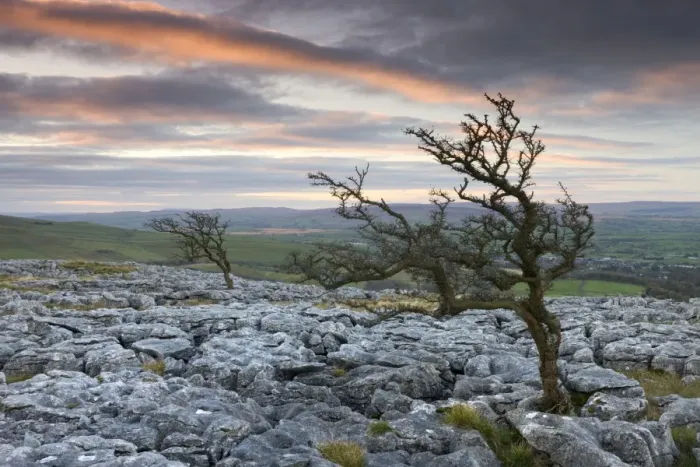 Framed Print : Twisted hawthorn trees growing through the Limestone Pavement on Twistleton Scar Framed Print : Twisted hawthorn trees growing through the Limestone Pavement on Twistleton Scar