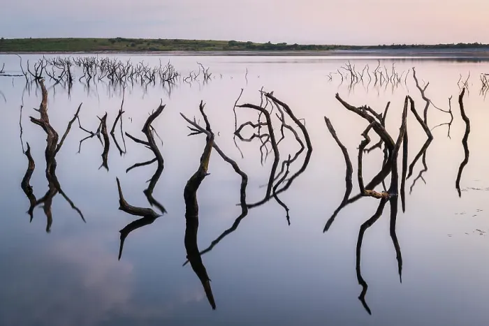 Framed Print : Twisted stumps from drowned trees in Colliford Lake on Bodmin Moor, Cornwall, England. Summer (August) 2019 Framed Print : Twisted stumps from drowned trees in Colliford Lake on Bodmin Moor, Cornwall, England. Summer (August) 2019