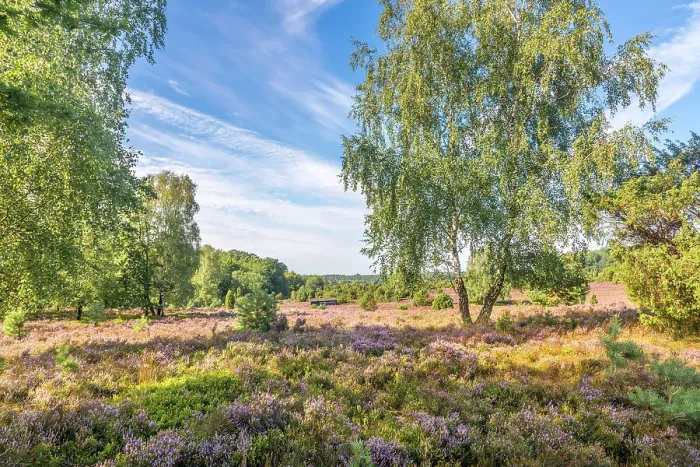 Framed Print : Typical heath landscape with birch and juniper in Totengrund near the village of Wilsede, Luneburg Heath, Lower Saxony, Germany Framed Print : Typical heath landscape with birch and juniper in Totengrund near the village of Wilsede, Luneburg Heath, Lower Saxony, Germany