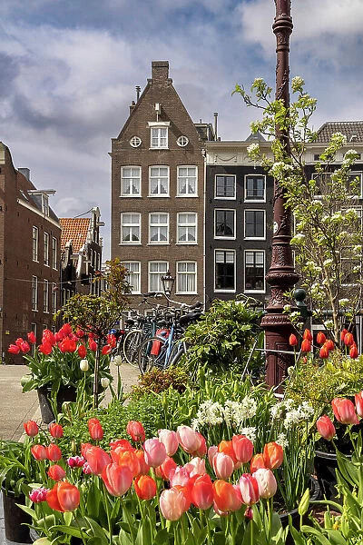A typical house in Amsterdam with tulips in the foreground, Amsterdam, North Holland, Netherlands