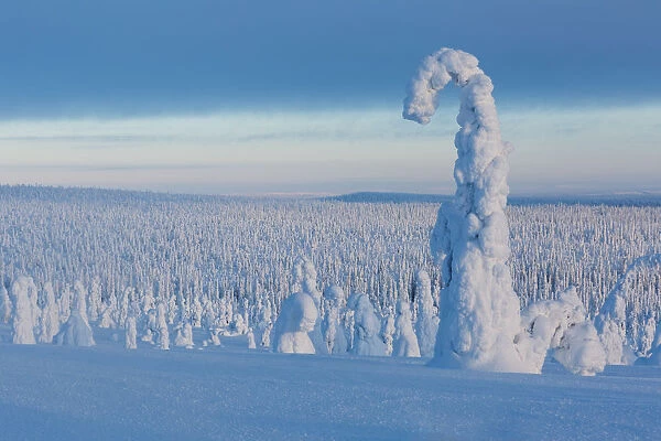 Typical ice sculptures in the woods of Riisitunturi national park, posio, lapland