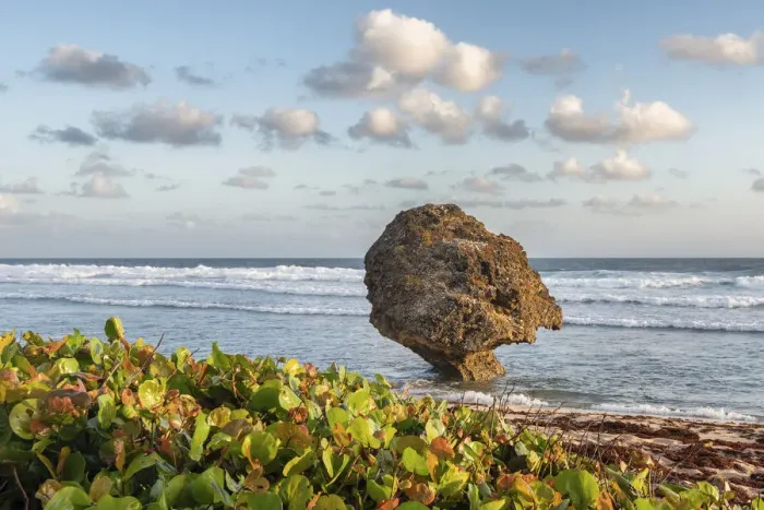 Framed Print : Typical vegetation and in background big stone in the water, Batsheba beach, Batsheba Framed Print : Typical vegetation and in background big stone in the water, Batsheba beach, Batsheba