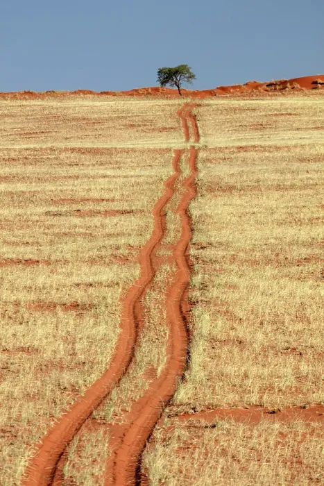 Framed Print : Tyre tracks across red sand covered in grass after rains, Bagatelle Kalahari Game Ranch, Mariental, Namibia Framed Print : Tyre tracks across red sand covered in grass after rains, Bagatelle Kalahari Game Ranch, Mariental, Namibia
