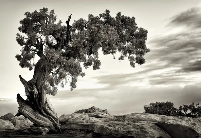Framed Print : U. S. A. Utah, Dead Horse State Park, Juniper Tree