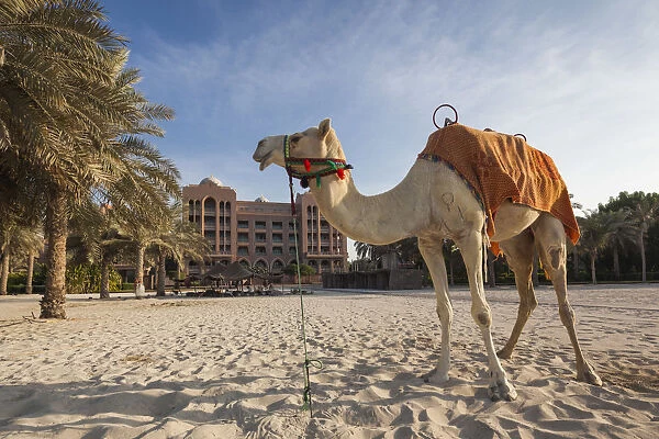 UAE, Abu Dhabi, Emirates Palace Hotel, camel
