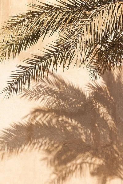 UAE, Dubai, Bur Dubai, Al Fahidi Historic District, palm tree shadows
