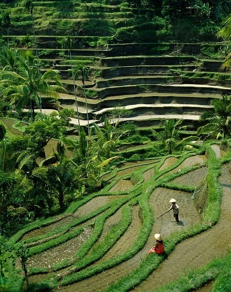 Ubud  /  Rice Terraces
