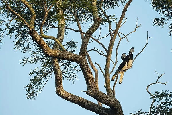 Uda Walawe National Park, Uva Province, Sri Lanka, Asia