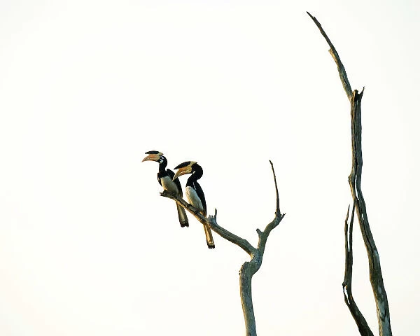 Uda Walawe National Park, Uva Province, Sri Lanka, Asia