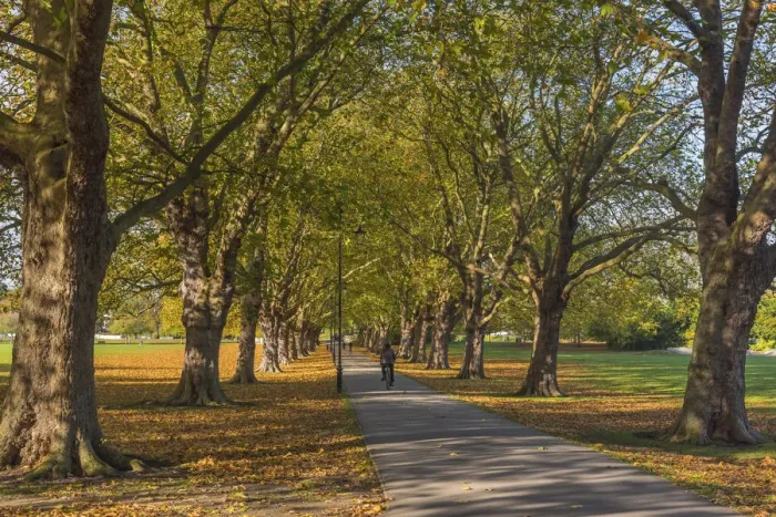 Framed Print : UK, England, Cambridge, Jesus Green in Autumn Framed Print : UK, England, Cambridge, Jesus Green in Autumn
