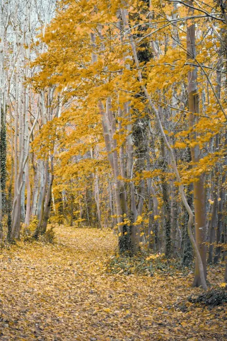 Framed Print : UK, England, Cambridge, Wandlebury Ring Country Park, Autumn