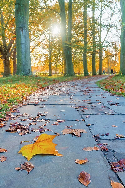 UK, England, Cambridgeshire, Cambridge, The Backs in Autumn
