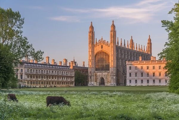 UK, England, Cambridgeshire, Cambridge, The Backs, Kings College, Kings College Chapel