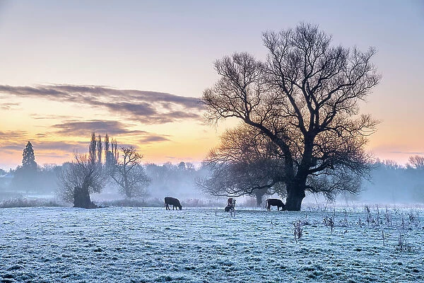 UK, England, Cambridgeshire, Grantchester, Grantchester Meadows, frosty morning
