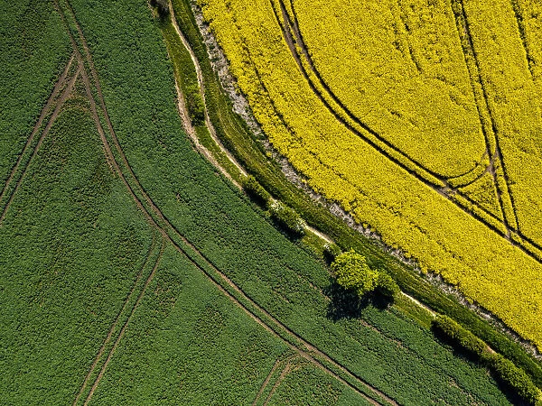 UK, England, Cambridgeshire, Oilseed Rape crop