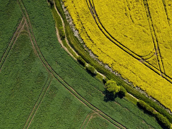 Framed Print : UK, England, Cambridgeshire, Oilseed Rape crop Framed Print : UK, England, Cambridgeshire, Oilseed Rape crop