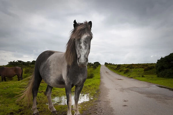 UK, England, Cornwall, Bodmin Moor, Pony