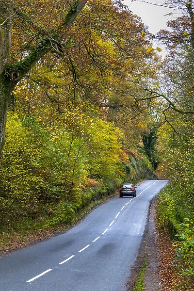 UK, England, Cumbria, Lake District National Park, Keswick, Great Wood in Autumn