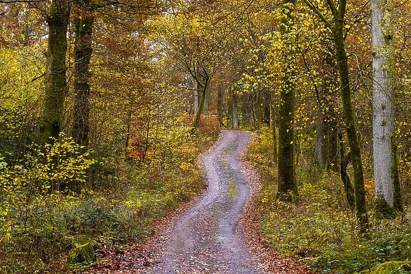 UK, England, Cumbria, Lake District National Park, Keswick, Great Wood in Autumn