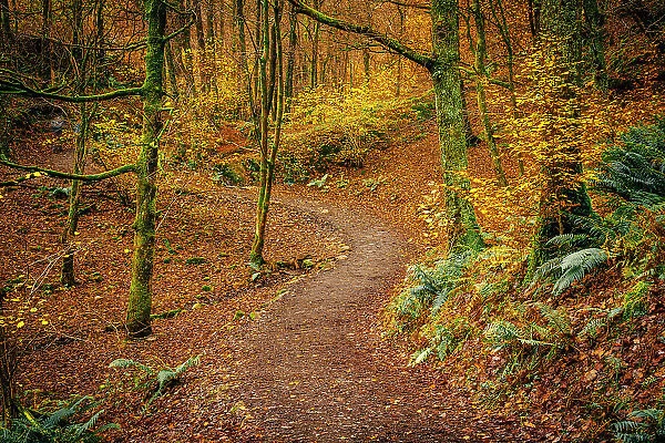 UK, England, Cumbria, Lake District National Park, Grasmere, Woodland Path