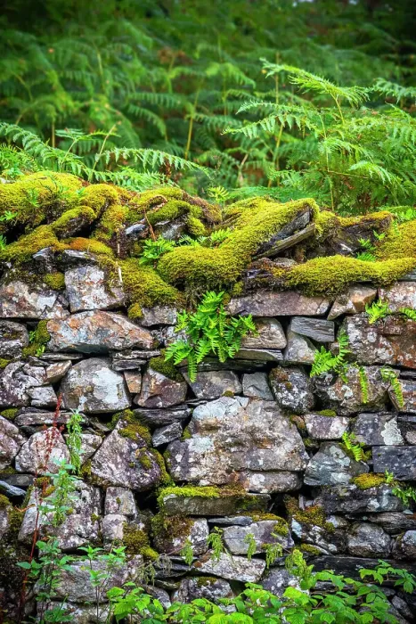Framed Print : UK, England, Cumbria, Lake District National Park, Tarn Hows, Dry stone wall Framed Print : UK, England, Cumbria, Lake District National Park, Tarn Hows, Dry stone wall