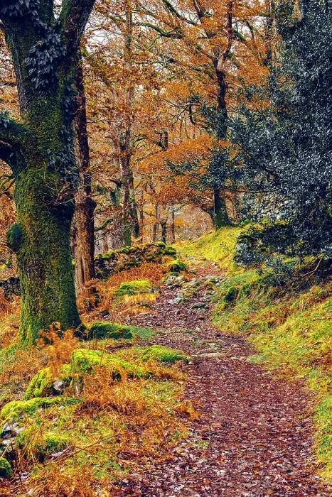 Framed Print : UK, England, Cumbria, Lake District National Park, Seatoller, Woodland Path Framed Print : UK, England, Cumbria, Lake District National Park, Seatoller, Woodland Path