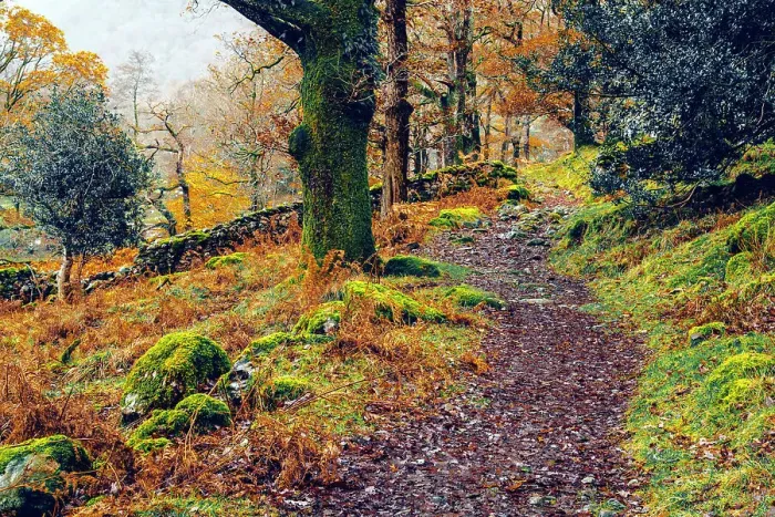 Framed Print : UK, England, Cumbria, Lake District National Park, Seatoller, Woodland Path Framed Print : UK, England, Cumbria, Lake District National Park, Seatoller, Woodland Path