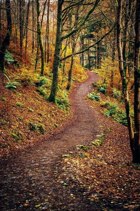 Framed Print : UK, England, Cumbria, Lake District National Park, Grasmere, Woodland Path Framed Print : UK, England, Cumbria, Lake District National Park, Grasmere, Woodland Path