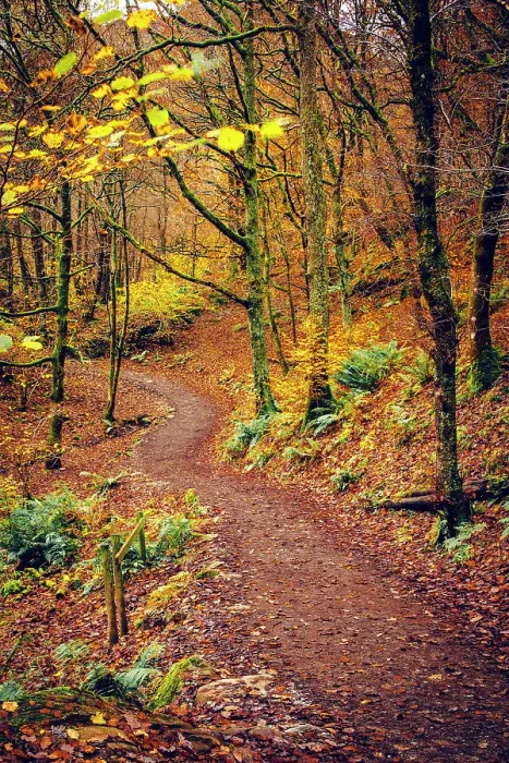 Framed Print : UK, England, Cumbria, Lake District National Park, Grasmere, Woodland Path Framed Print : UK, England, Cumbria, Lake District National Park, Grasmere, Woodland Path