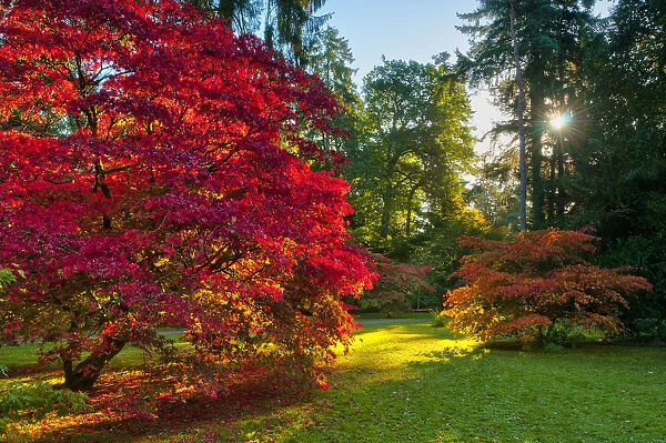 UK, England, Gloucestershire, Westonbirt Arboretum