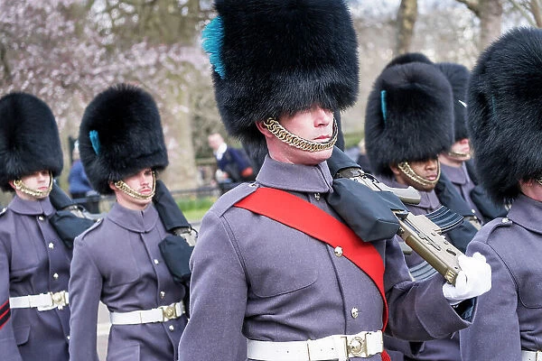 UK, England, London, Changing of the Guard, Household Division, royal guards, Irish Guards regiment. Wearing winter great coats and bearskin hats