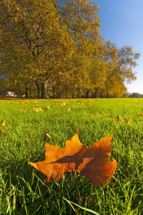 Framed Print : UK, England, London, Hyde Park in Autumn Framed Print : UK, England, London, Hyde Park in Autumn