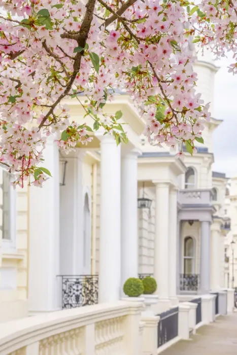 Framed Print : UK, England, London, Notting Hill, Ladbroke Grove, Cherry Blossom