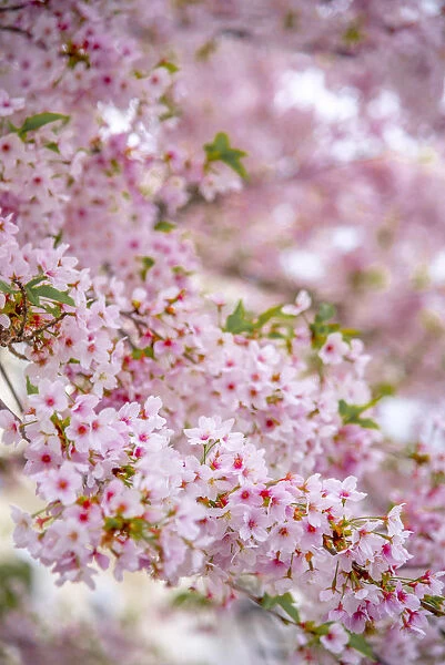 UK, England, London, Notting Hill, Ladbroke Grove, Cherry Blossom