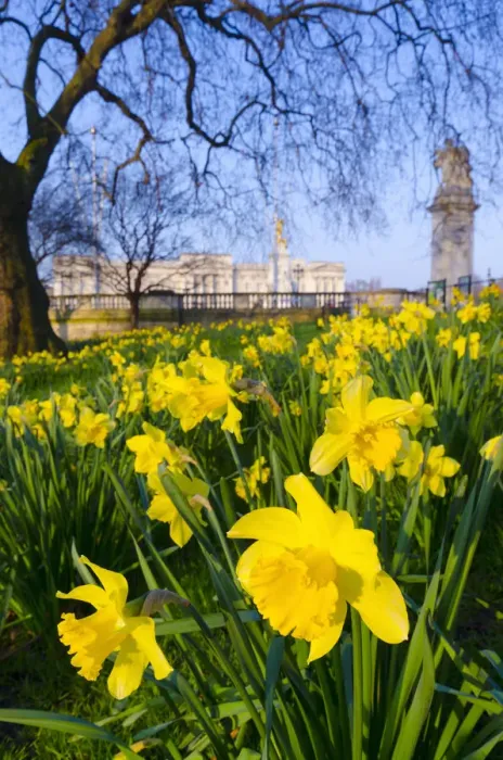 Framed Print : UK, England, London, St. James Park, Buckingham Palace with Daffodils in Spring Framed Print : UK, England, London, St. James Park, Buckingham Palace with Daffodils in Spring