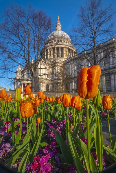 UK, England, London, St. Pauls Cathedral in Springtime, tulips