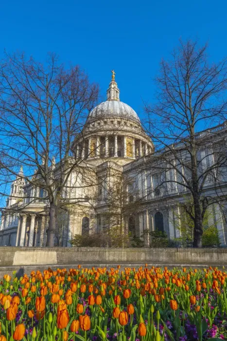 Framed Print : UK, England, London, St. Pauls Cathedral in Springtime, tulips Framed Print : UK, England, London, St. Pauls Cathedral in Springtime, tulips