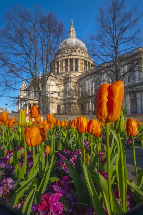 Framed Print : UK, England, London, St. Pauls Cathedral in Springtime, tulips Framed Print : UK, England, London, St. Pauls Cathedral in Springtime, tulips