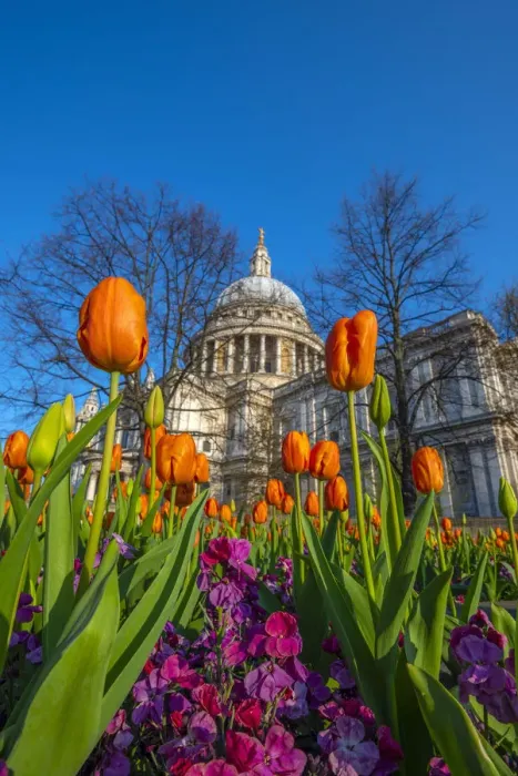Framed Print : UK, England, London, St. Pauls Cathedral in Springtime, tulips