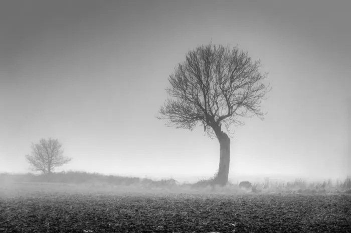 Framed Print : UK, England, Norfolk, Foggy Winter Field Framed Print : UK, England, Norfolk, Foggy Winter Field